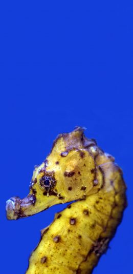 [2436x1125]蓝色背景 海洋生物 海马 黄色 苹果手机壁纸图片