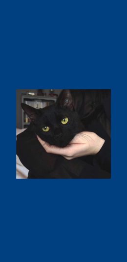 [2436x1125]蓝色背景 猫咪 黑猫 喵星人 苹果手机壁纸图片