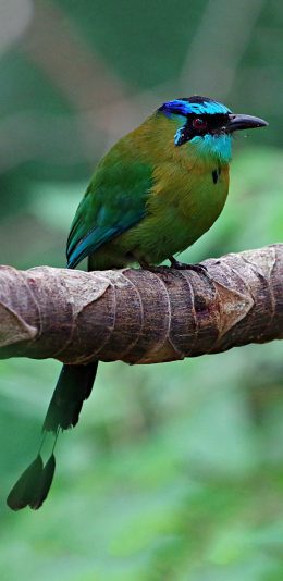 [2436x1125]蓝顶翠鴗 飞鸟 树木 栖息 苹果手机壁纸图片