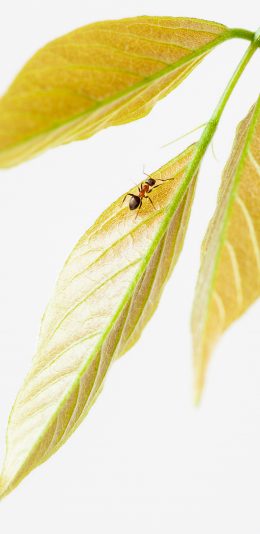 [2436x1125]蚂蚁 枝叶 嫩黄 爬行 苹果手机壁纸图片