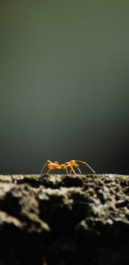 [2436x1125]蚂蚁 节肢 昆虫 爬行 苹果手机壁纸图片