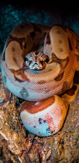 [2436x1125]蛇 冷血 爬行 鳞片 苹果手机壁纸图片