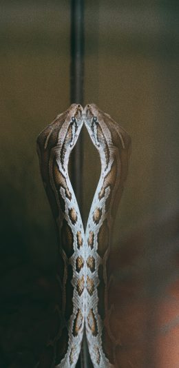 [2436x1125]蛇 冷血 玻璃 反射 苹果手机壁纸图片