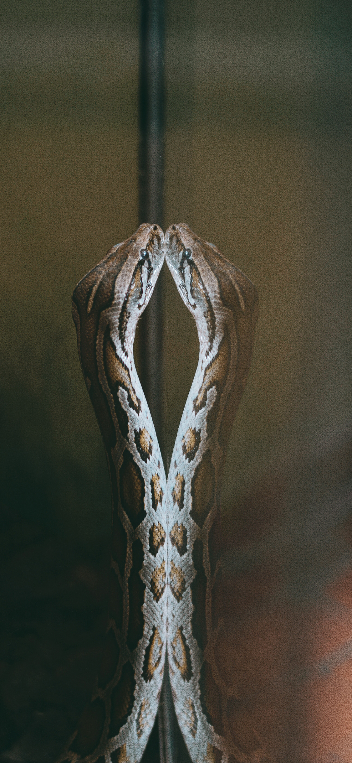 [2436×1125]蛇 冷血 玻璃 反射 苹果手机壁纸图片