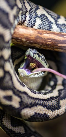 [2436x1125]蛇 冷血动物 环绕 树枝 吞食 苹果手机壁纸图片