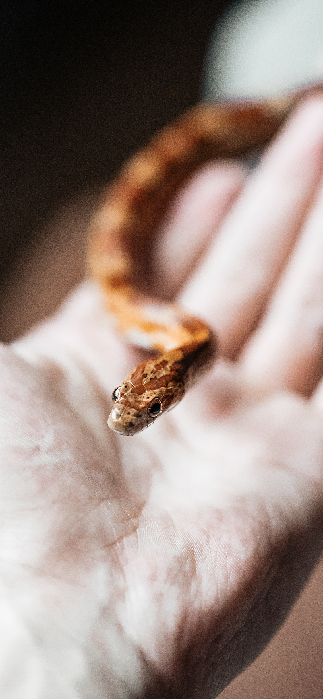 [2436×1125]蛇 凶猛 幼崽 手 苹果手机壁纸图片