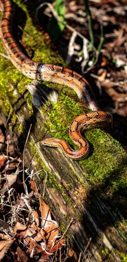[2436x1125]蛇 树木 苔藓 落叶 苹果手机壁纸图片