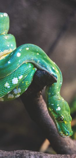 [2436x1125]蛇 树枝 树干 青蛇 苹果手机壁纸图片