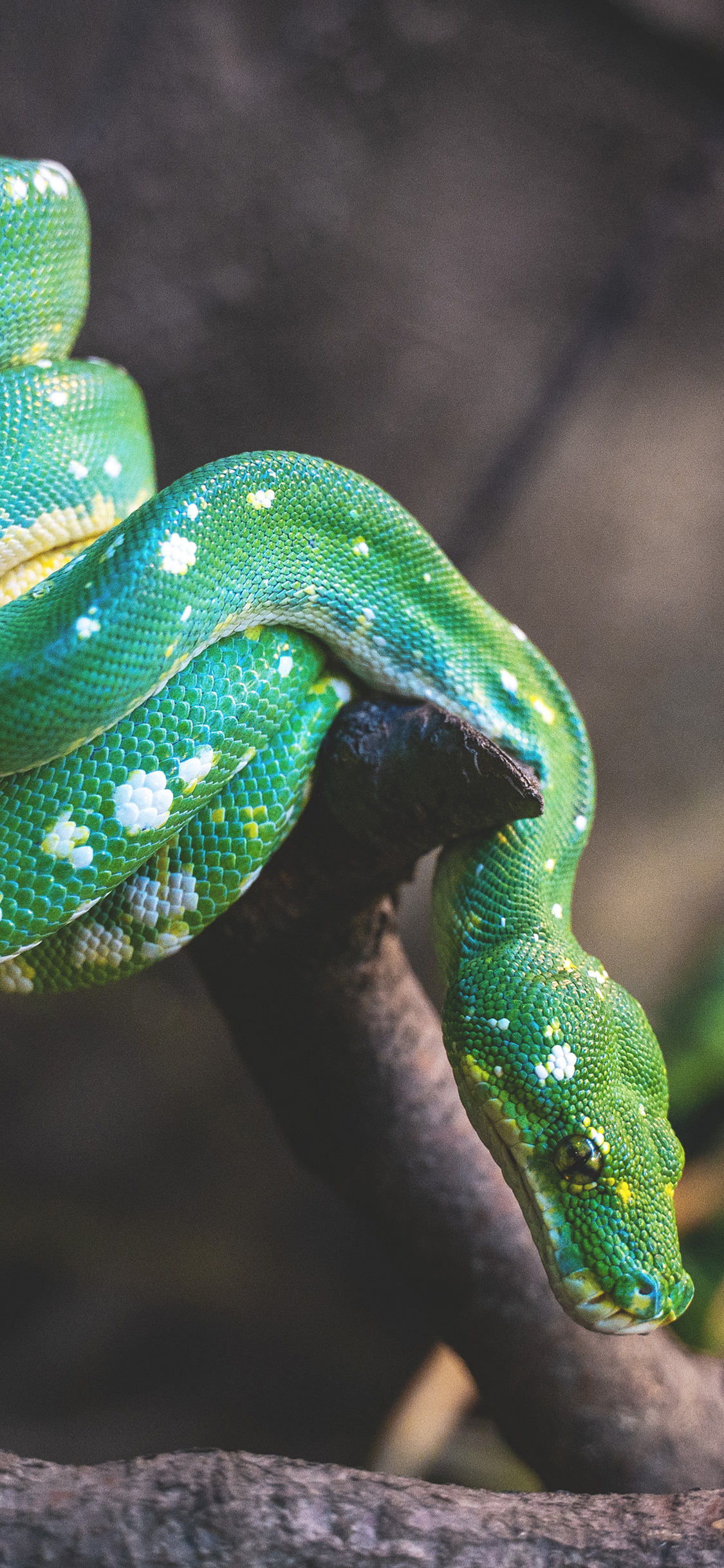 [2436×1125]蛇 树枝 树干 青蛇 苹果手机壁纸图片