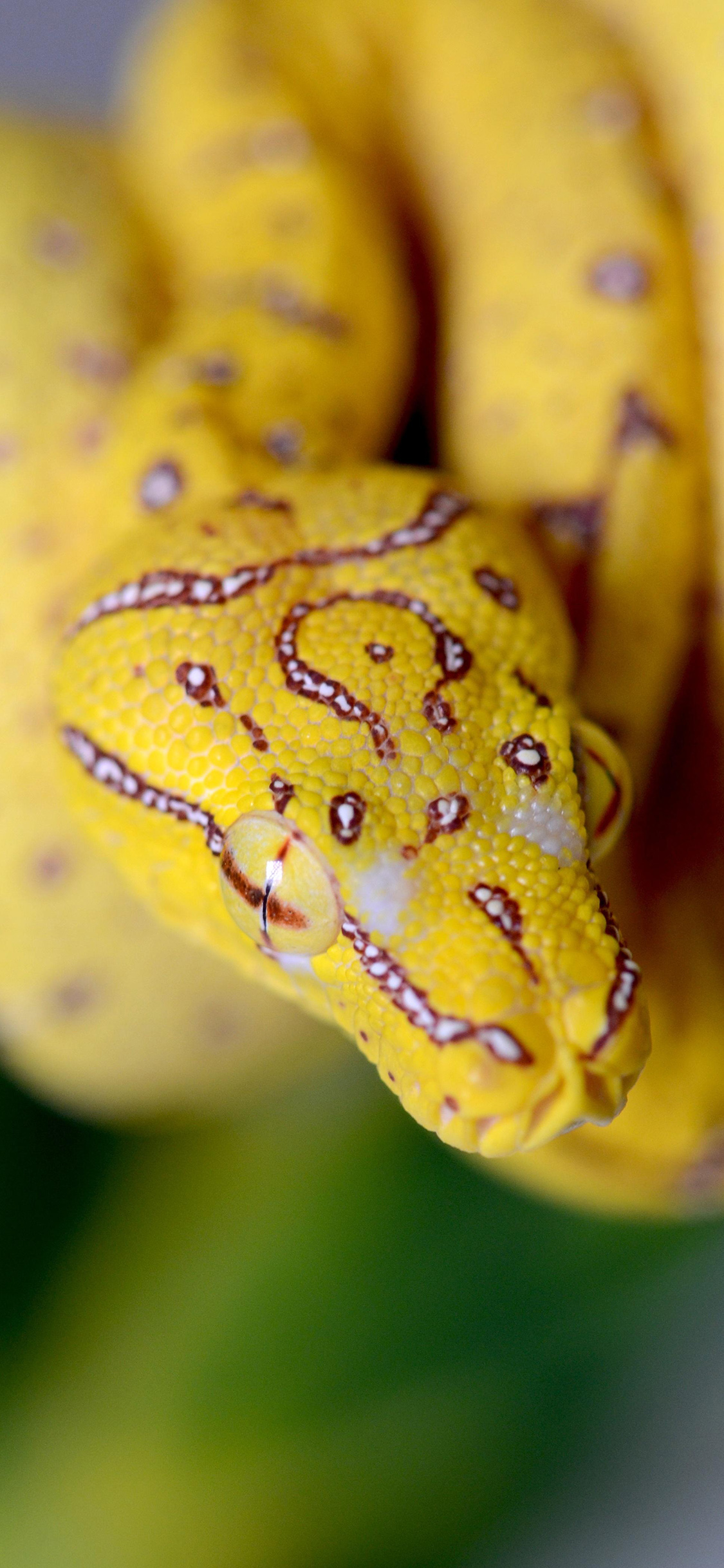 [2436×1125]蛇 猛兽 凶猛 黄色 斑纹 苹果手机壁纸图片