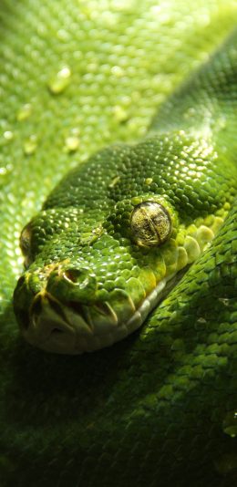 [2436x1125]蛇 绿色 卷曲 盘曲 凶猛 苹果手机壁纸图片