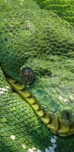 [2436x1125]蛇 绿色 卷曲 盘曲 纹路 凶猛 苹果手机壁纸图片
