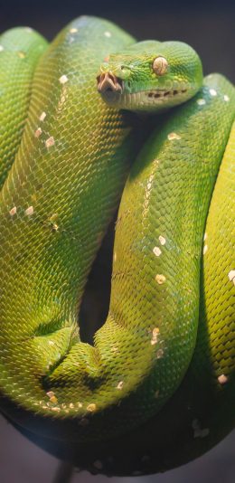 [2436x1125]蛇 绿色 树干 栖息 苹果手机壁纸图片