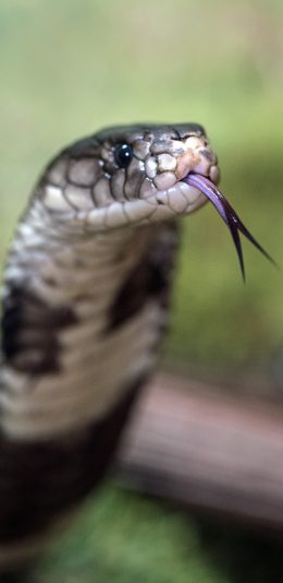 [2436x1125]蛇 蛇信子 吐舌 爬行 苹果手机壁纸图片