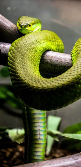 [2436x1125]蛇 青蛇 冷血 树枝 苹果手机壁纸图片