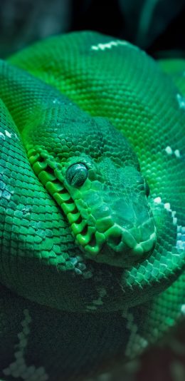 [2436x1125]蛇 青蛇 冷血 盘曲 苹果手机壁纸图片