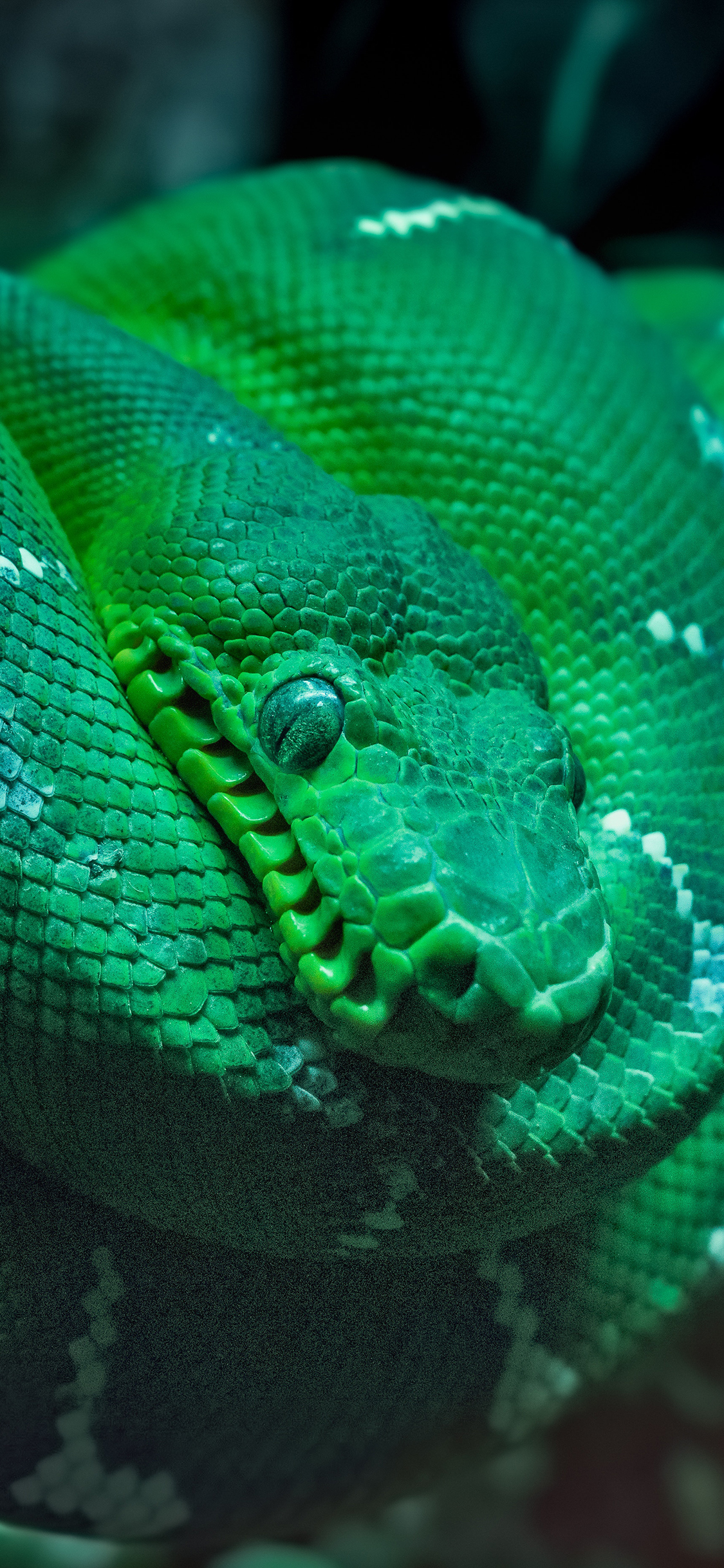 [2436×1125]蛇 青蛇 冷血 盘曲 苹果手机壁纸图片