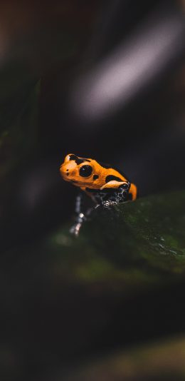 [2436x1125]蛙类 青蛙 黄色 剧毒 苹果手机壁纸图片