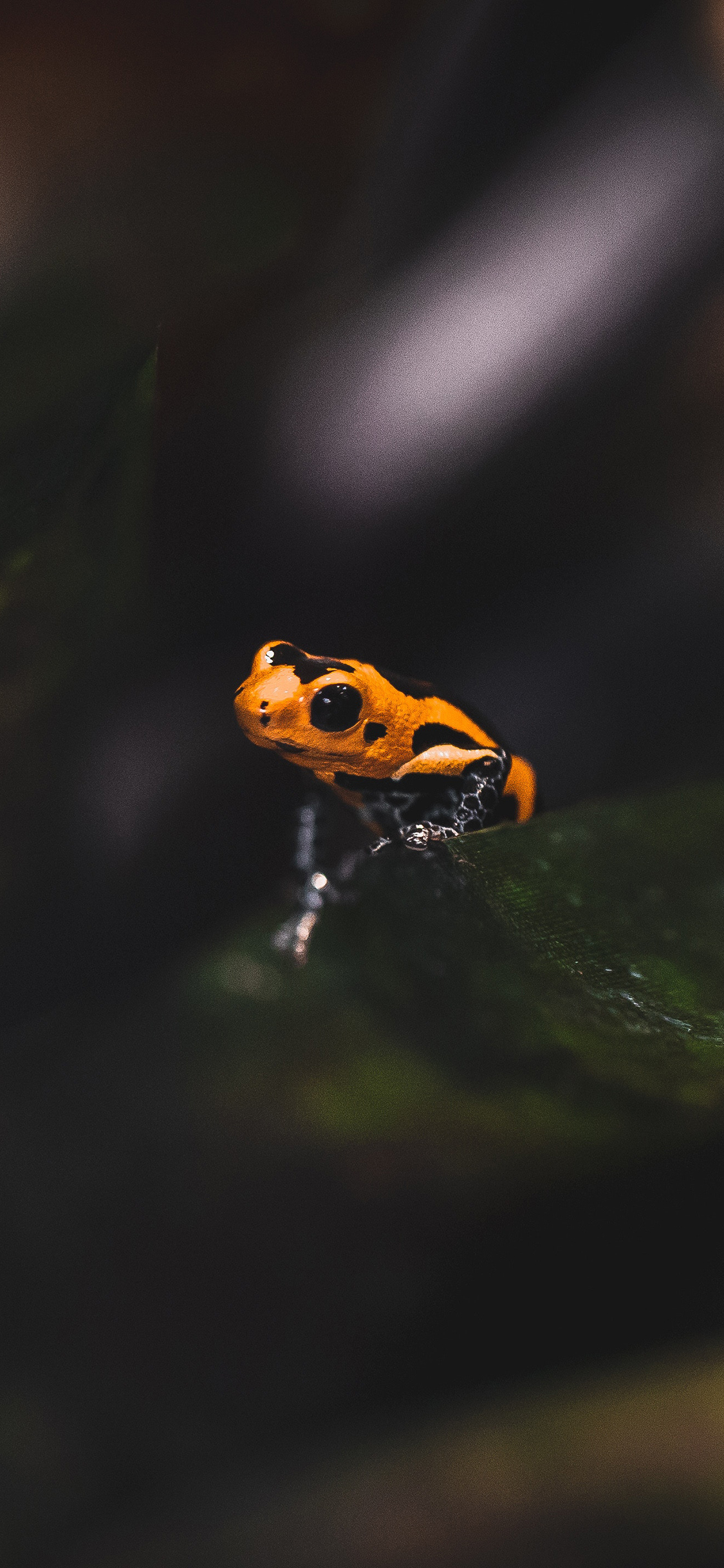 [2436×1125]蛙类 青蛙 黄色 剧毒 苹果手机壁纸图片