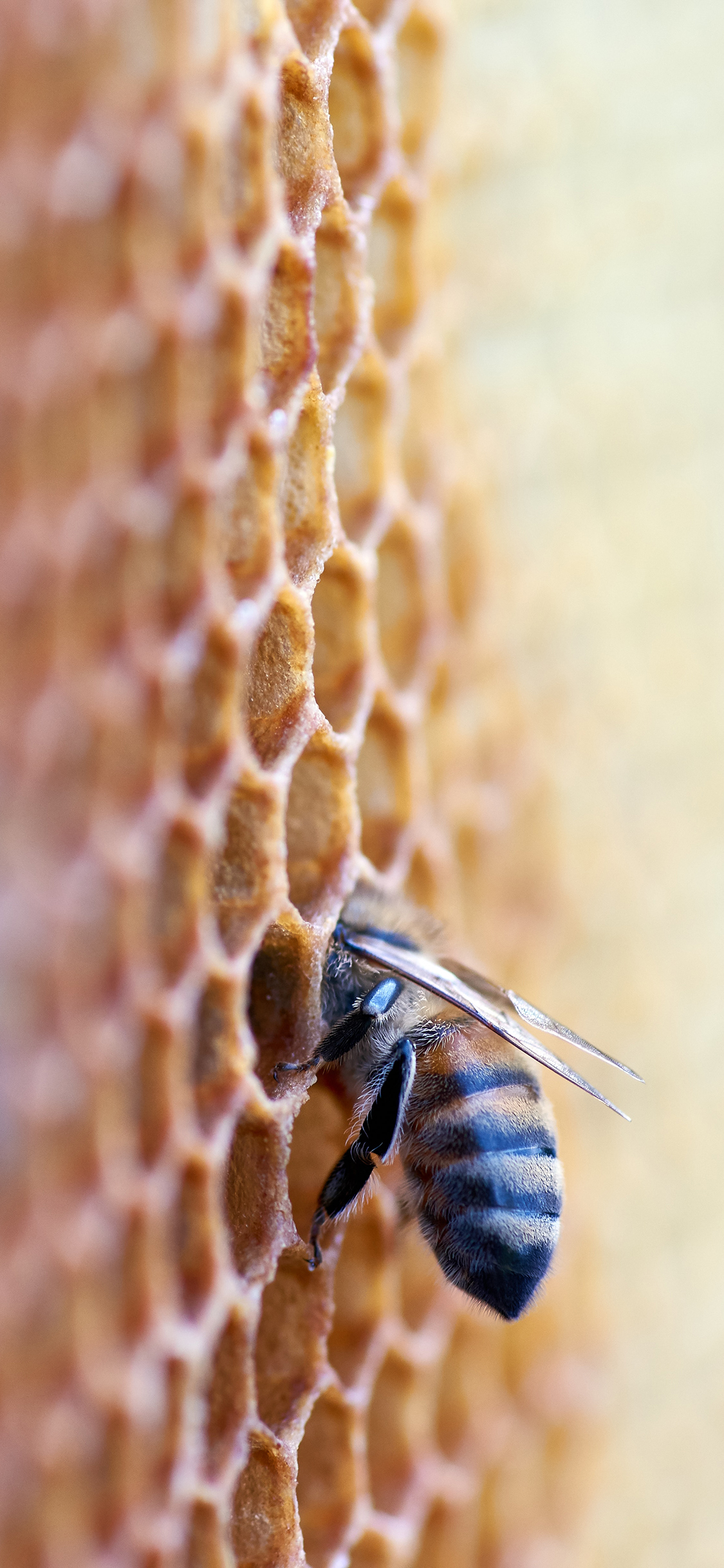 [2436×1125]蜂巢 蜂蜜 蜜蜂 昆虫 苹果手机壁纸图片