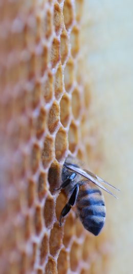 [2436x1125]蜂巢 蜜蜂 采蜜 昆虫 苹果手机壁纸图片