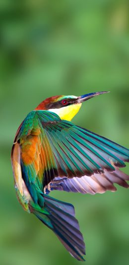 [2436x1125]蜂鸟 翅膀 飞舞 羽毛 苹果手机壁纸图片