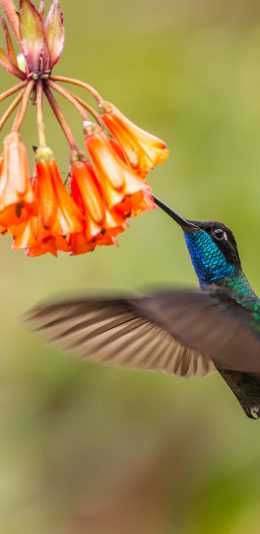[2436x1125]蜂鸟 花朵 鸟类 采蜜 苹果手机壁纸图片