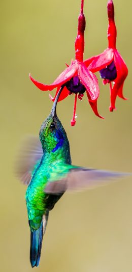 [2436x1125]蜂鸟 鸟类 花朵 采蜜 苹果手机壁纸图片