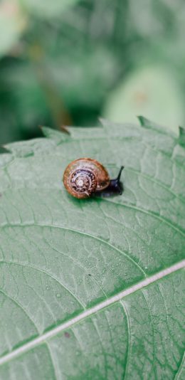[2436x1125]蜗牛 叶子 绿色 爬行 壳 苹果手机壁纸图片