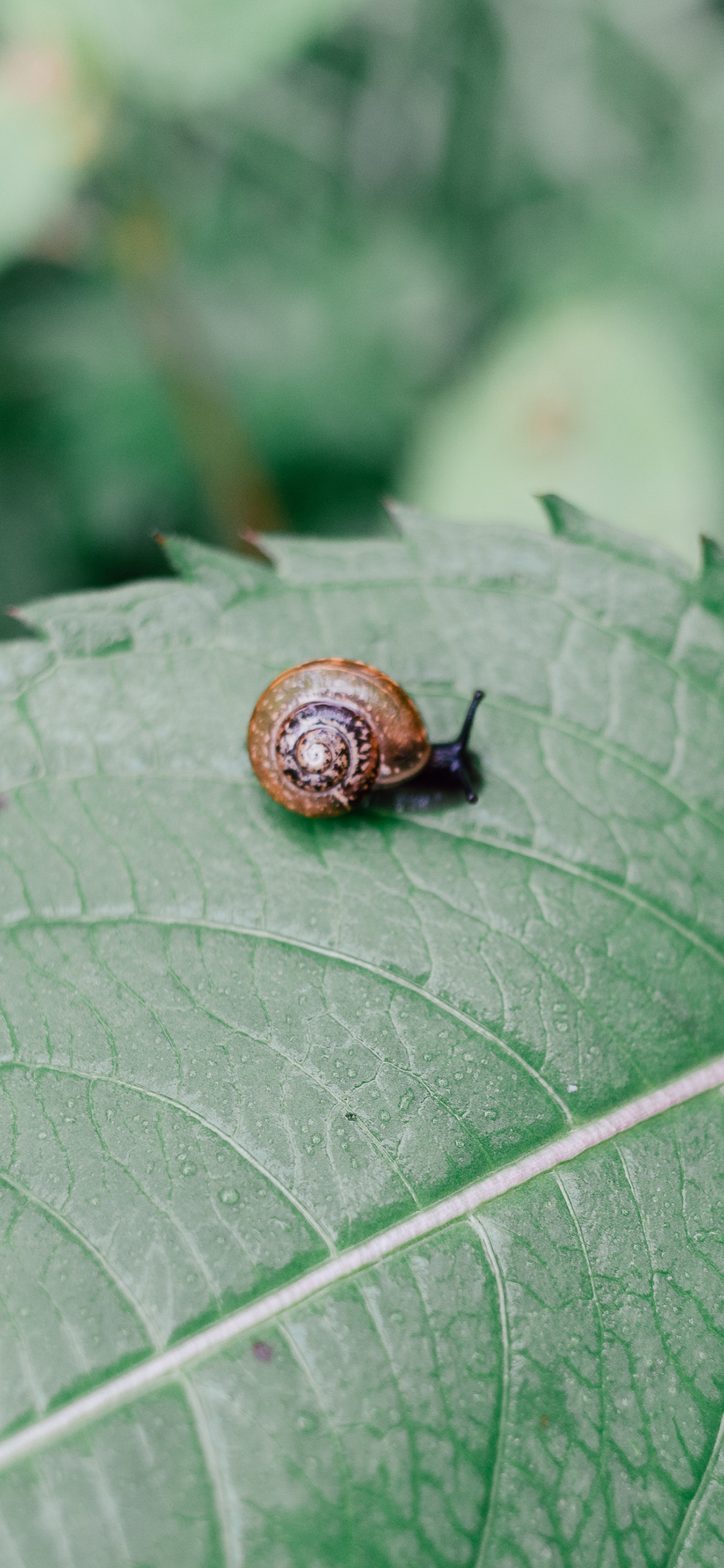 [2436×1125]蜗牛 叶子 绿色 爬行 壳 苹果手机壁纸图片