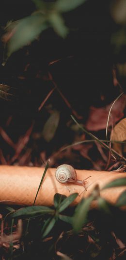 [2436x1125]蜗牛 爬行 枝叶 苹果手机壁纸图片