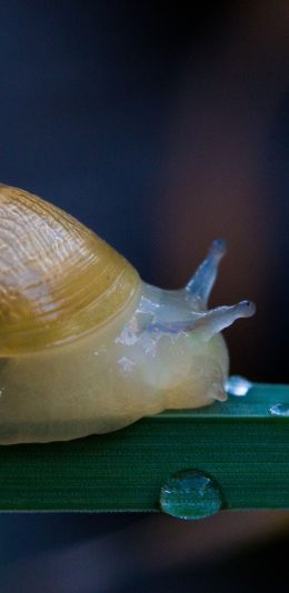 [2436x1125]蜗牛 爬行 枝叶 软体 苹果手机壁纸图片