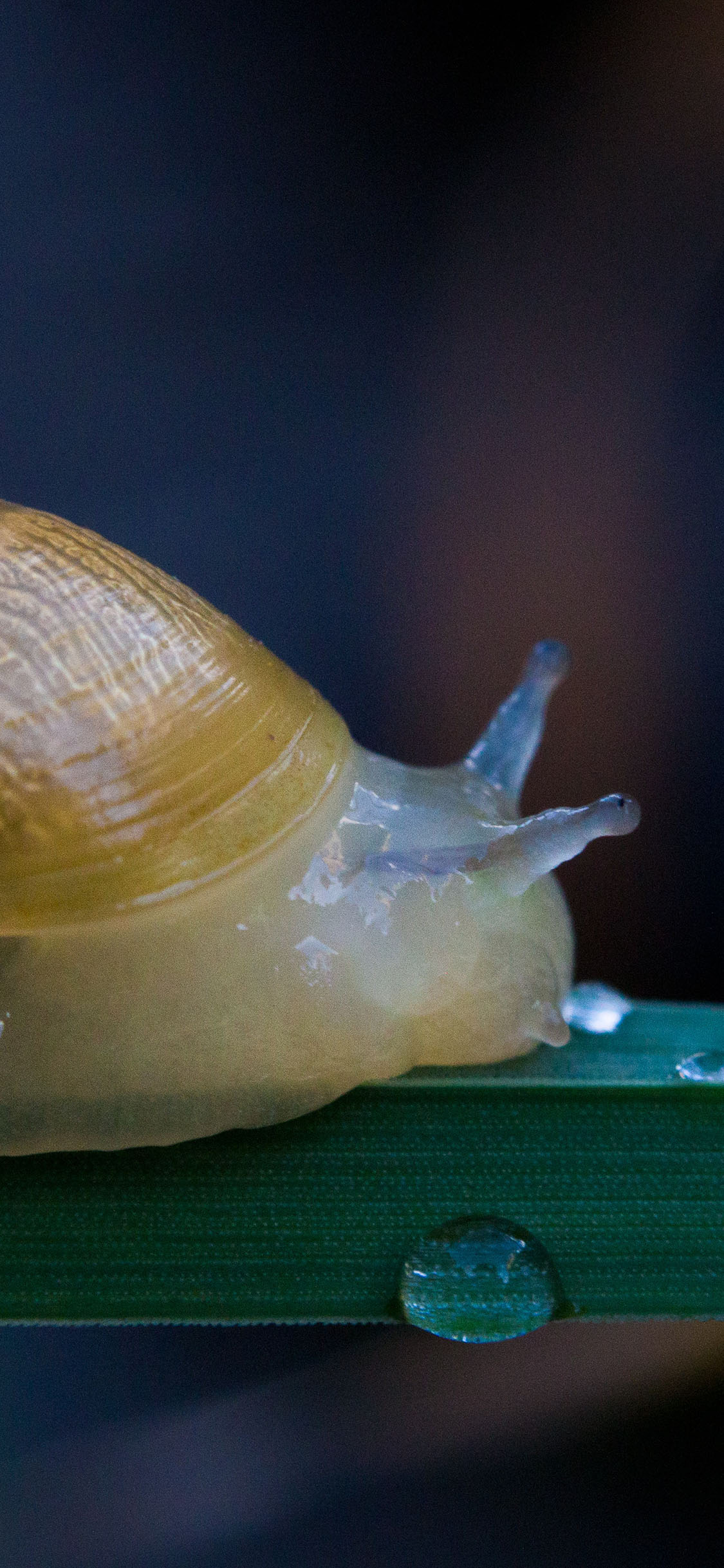 [2436×1125]蜗牛 爬行 枝叶 软体 苹果手机壁纸图片