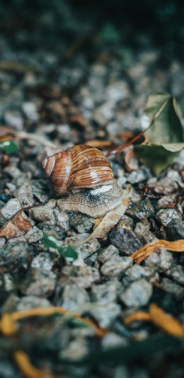 [2436x1125]蜗牛 爬行 石块 枝叶 苹果手机壁纸图片