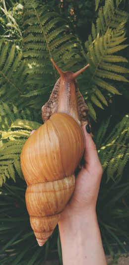 [2436x1125]蜗牛 爬行 触角 叶子 壳 苹果手机壁纸图片