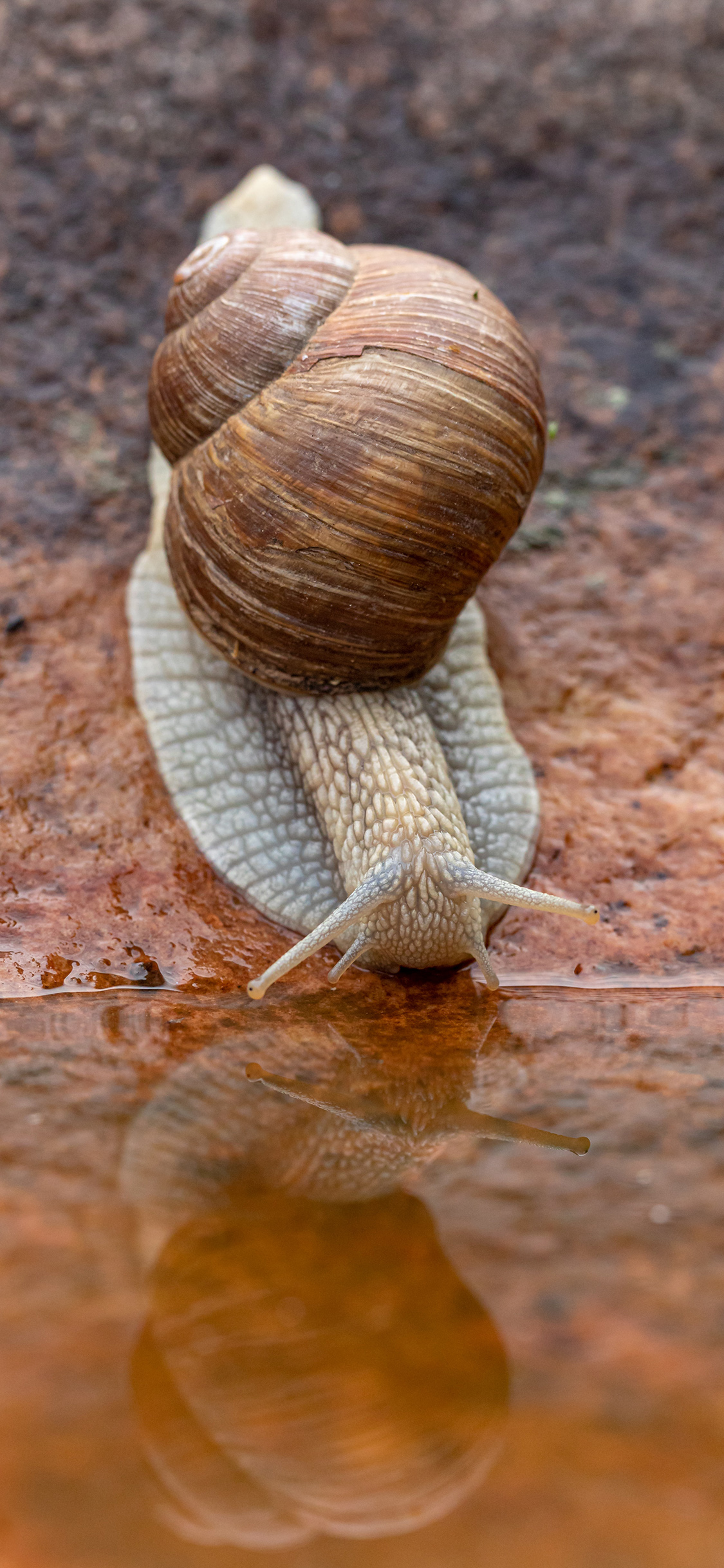 [2436×1125]蜗牛 爬行 软体 水面 苹果手机壁纸图片