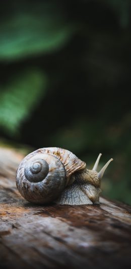 [2436x1125]蜗牛 爬行 软肢 触角 苹果手机壁纸图片