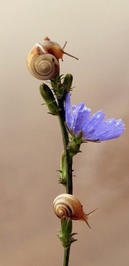 [2436x1125]蜗牛 鲜花 爬行 花朵 苹果手机壁纸图片