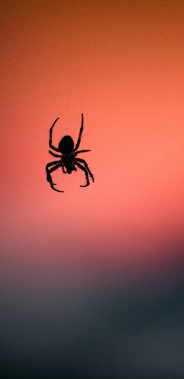[2436x1125]蜘蛛 昆虫 吐丝 爬行 苹果手机壁纸图片