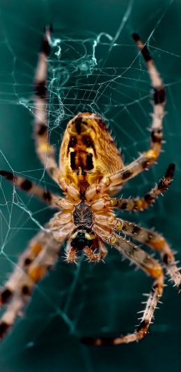 [2436x1125]蜘蛛 昆虫 织网 爬行 苹果手机壁纸图片