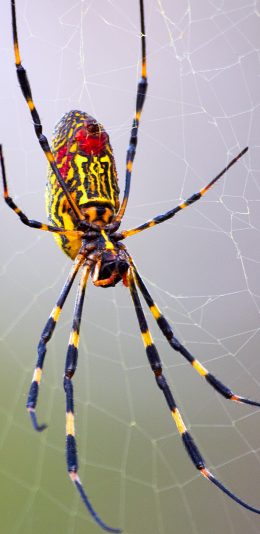 [2436x1125]蜘蛛 昆虫 织网 节肢 苹果手机壁纸图片