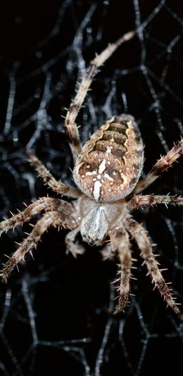 [2436x1125]蜘蛛 节肢 织网 捕食 苹果手机壁纸图片