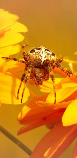 [2436x1125]蜘蛛 鲜花 结网 捕食 苹果手机壁纸图片