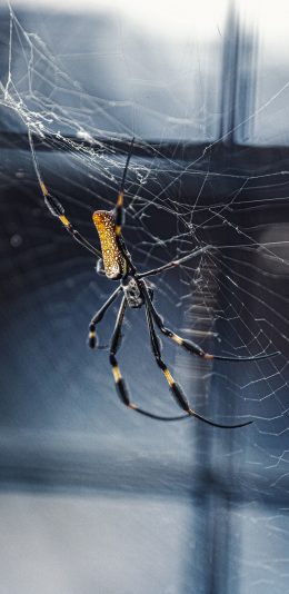 [2436x1125]蜘蛛丝 蜘蛛 结网 肢体 苹果手机壁纸图片