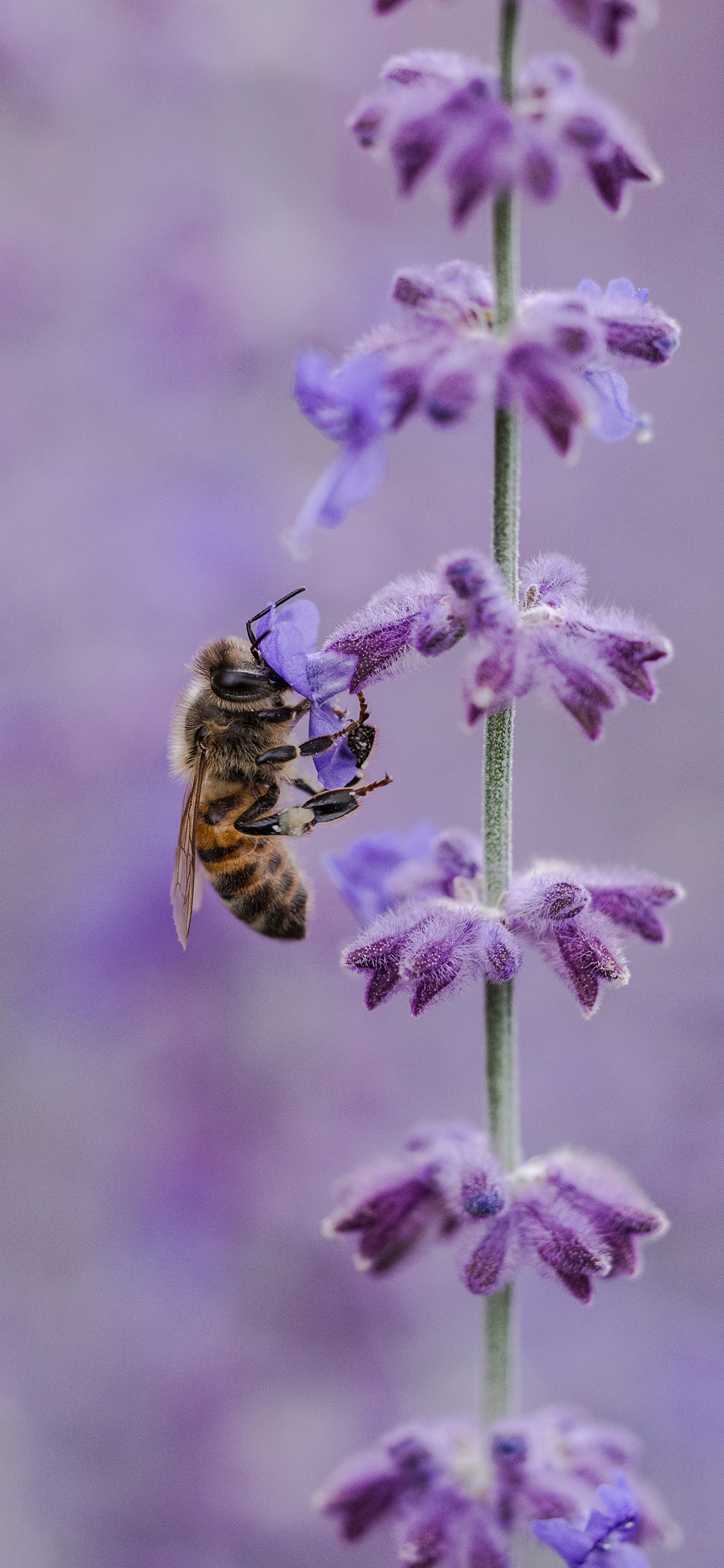 [2436×1125]蜜蜂  植物 采蜜 飞行 苹果手机壁纸图片