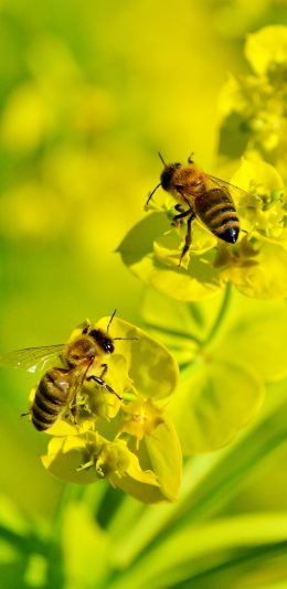 [2436x1125]蜜蜂 昆虫 油菜花 采蜜 苹果手机壁纸图片