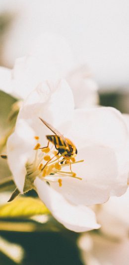 [2436x1125]蜜蜂 昆虫 花朵 采蜜 苹果手机壁纸图片