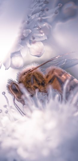 [2436x1125]蜜蜂 昆虫 花蕊 采蜜 苹果手机壁纸图片