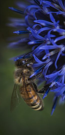 [2436x1125]蜜蜂 昆虫 鲜花 采蜜 苹果手机壁纸图片