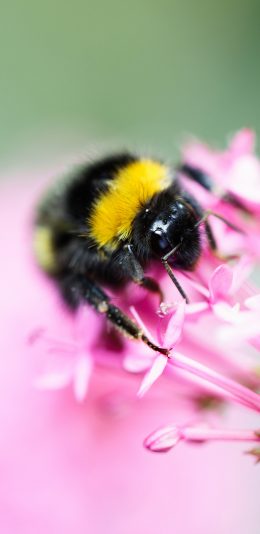 [2436x1125]蜜蜂 花朵 采蜜 花粉 苹果手机壁纸图片